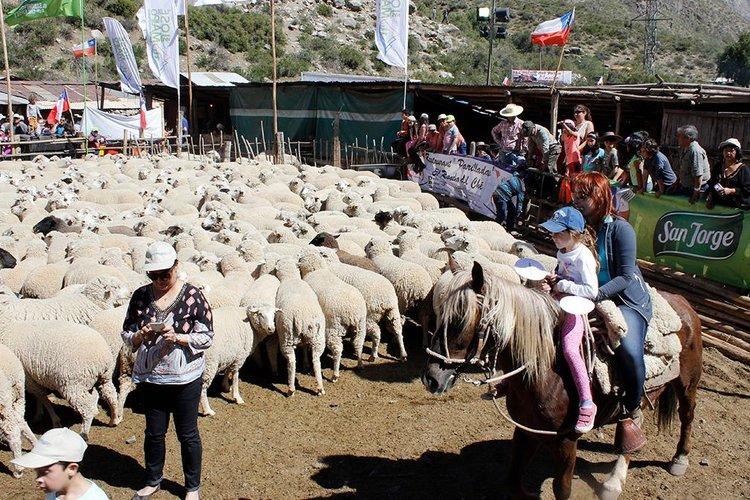 Fotografía 4 de Fiesta de la Esquila en Cajon del Maipo, Metropolitana