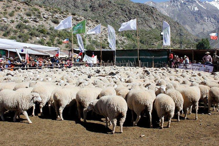 Fotografía 6 de Fiesta de la Esquila en Cajon del Maipo, Metropolitana